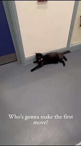 18K views · 1.4K reactions | Who’s gonna make the first move? | The Huddersfield Station Cats | Facebook
