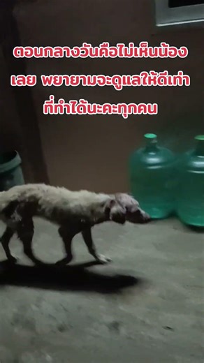 พยายามจะดูแลน้องให้ดีที่สุดนะคะ#สุนัข #สุนัขป่วย #สุนัขน่ารัก