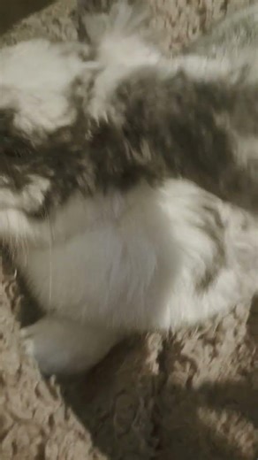 the bunny ear dance #bunny #edit #cute