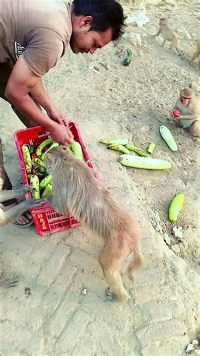 Monkey Viral Vidio #shorts #youtubeshorts #shortsfeed