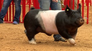 Junior Barrow Show takes center arena at Fort Worth Stock Show & Rodeo