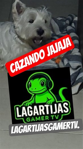 le ayudo a toby a recrear su momento de caza🤣#mascotas #tobygames #family @lagartijasgamertv1846