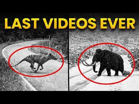 7 Last Videos Of Extinct Animals | Recently Extinct Animals