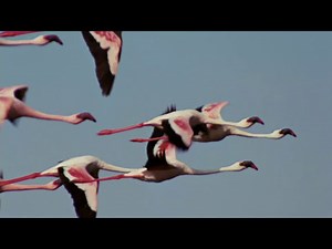 Flamingosis - Flight of the Flamingo (Official Video)