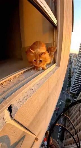 🏙️ High-rise window ledge rescue—mama & kitten saved! #SiuMeowStudio #catvideos #SaveLives
