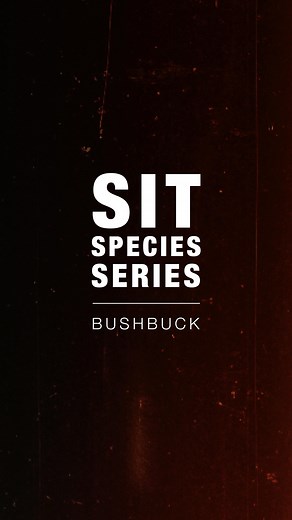 In this week's Species Series, Doug chats about the Bushbuck. Clever, aggressive, and always a challenge, the Bushbuck is an absolute favourite in Africa. #splittingimagetaxidermy #worthremembering #taxidermy #huntingsafari #huntingafrica #SpeciesSeries #bushbuck | Splitting Image Taxidermy