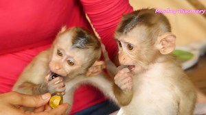 26K views · 7.8K reactions | Both Smart Lovely Baby Lion & Sono So Yummy Eating Logan Fruit | Monkey Kid | Facebook
