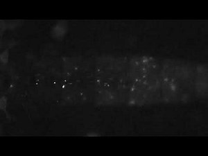 The Insect Circulatory System: Structure, Function, and Evolution: Video 2