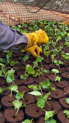 manual mode clears weeds#fyp #agriculture #pertaniankopi #jangkauanluas