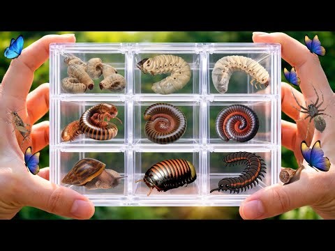 Catching Giant Millipedes in My Garden! #millipede #insects #animals #hunting