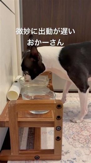 おはよう！メルの朝ごはん #ボストンテリア #ボステリ #朝ごはん