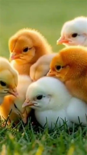 Cute & Simple:🐣 “Tiny chicks, big smiles! 🌈💛 #CuteChicks