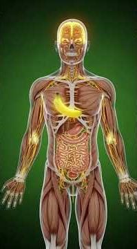 The Amazing Journey of a Banana Inside Your Body 🍌in 3D Animation Video