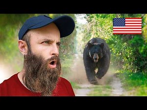 Surviving the Everglades: Bears, alligators, and giant owls