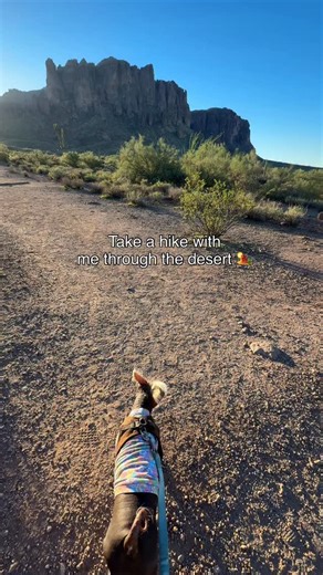 Small dog, big hike, bigger appetite 🤤 Today we’re taking @pawtree’s freeze-dried raw on the trail. It’s light, doesn’t leave a mess like traditional raw food, and gives me real-ingredient nutrition even on long hikes. You can feed it dry or add water if you’re stopping for a break! #pawtree #doghiking #hiking #desertvibes | Stripe