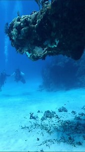 “Diving knows no age limits! 🌊 Had the incredible opportunity to guide this wonderful lady through her first Discover Scuba Diving experience. It’s never too late to explore the mesmerizing underwater world. Embrace the adventure, regardless of age! 💙🤿 #DiveIntoLife #AgelessExploration #tauchen #cenotes #underwaterpics #divingphoto #divinglife #divingtrip #diving_photography #divetrip #divemaster #diveadvisor #divelife #divers #scubaworld #scubaadress #scubalife #scubadivingmag #scubaphoto #s
