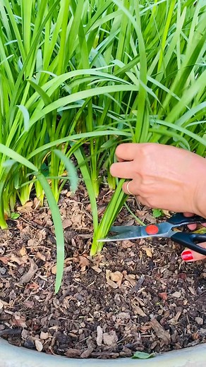Harvest garlic Chives, cut the way back to soil level. The plant will regrow relatively quickly after harvesting, often within a couple of weeks. #gardeningtips #gardening #australia #plants #herbs #viralreelsfb | Growwithnith