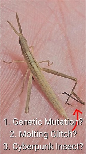 I Found a 7-Legged Mutant Insect #insects #grasshopper #nature