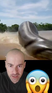 ⭕ALERTA‼ Captan en Brasil la ANACONDA más Grande del Mundo!!😱 #viralreelsfacebook #misterio | Laguna Negra