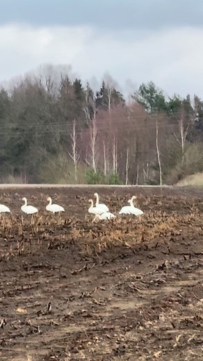 Aivis Magnets on Reels