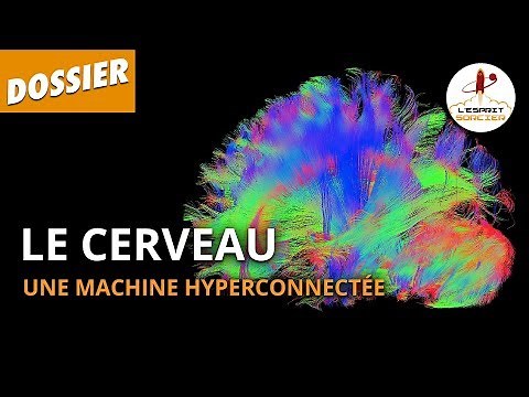 LE CERVEAU : UNE MACHINE HYPERCONNECTÉE - Dossier #24 - L'Esprit Sorcier