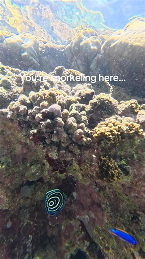 You’re snorkeling in American Samoa… #travel #nationalpark #americansamoa