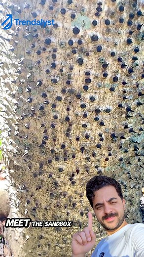 Meet the sandbox tree, rightly called the world's most dangerous tree. | Cooking With Vibes