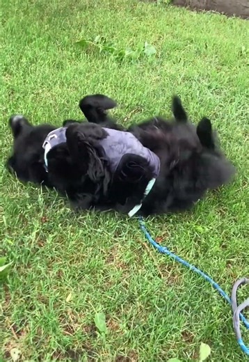 🐾 My dog Sheebah rolling around in the grass in the rain lol. PLS LIKE MY TRAINING VIDS #labrador