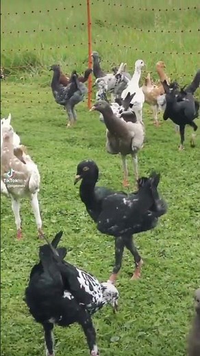 Maltese Pigeon #pigeonstv