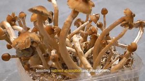 16K views · 331 reactions | Exploring Mycology: The Fascinating World...