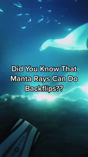 Manta Ray Backflip: Explore the Wild Beauty of Nature