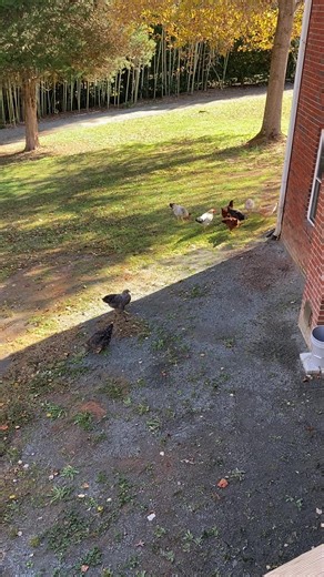 Last day on having 20 Dino’s I’m ready for the spring to buy more chickens #chicken #running #rooster #asmr #bamboo