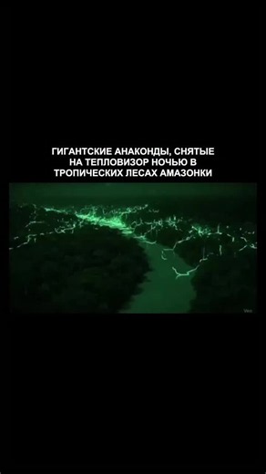 В самой глубине тропических лесов Амазонки, под мутными речными водами и густой растительностью, обитает зеленая анаконда -один из самых грозных и загадочных хищников в природе. Удерживая титул самой тяжелой змеи в мире, эта массивная рептилия идеально сливается с окружающей средой благодаря своему оливково- зеленому телу, покрытому черными пятнами . Достигая в длину в среднем от 4,5 до 6 метров (в редких случаях чуть больше) и веса от 70 до 100 килограммов, анаконды не ядовиты, но известны свое