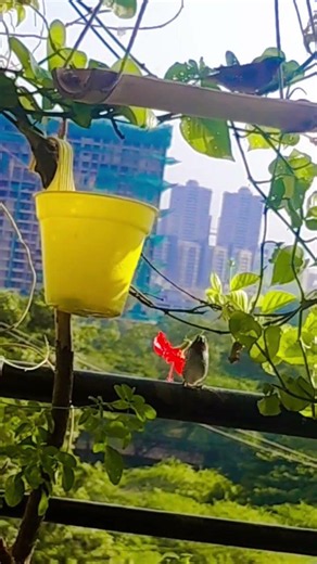blissful morning of scaly breasted munia