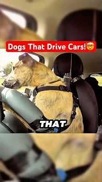 The Dogs That Learned to Drive Cars