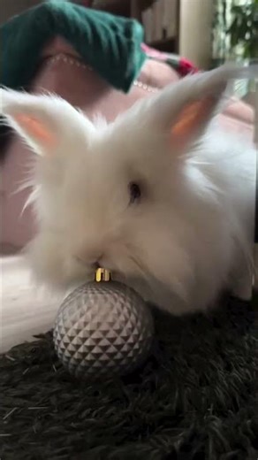 Angora farming punjab#angora #bunny#cute