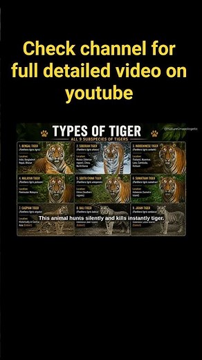 Bengal Tiger Facts | King of the Jungle 🐯