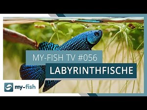 Labyrinthfische - die Überlebenskünstler im Aquarium | my-fish TV