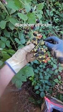Tips for Pickin Blackberries