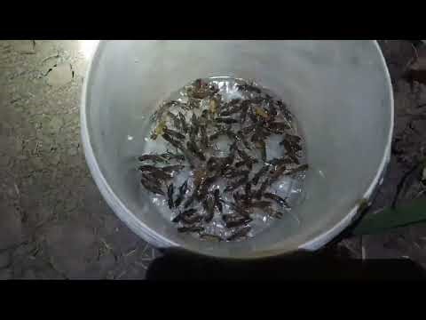 The insect trap is playing sound to attract insects. #insect trap #mangchison