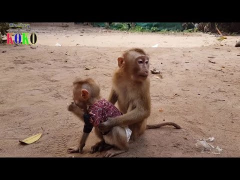 Brother Monkey Koko & Tiny Yoko Much Happy Playing In The Morning Around Mamma
