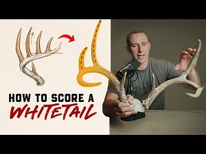 How to Score a White-tailed Buck