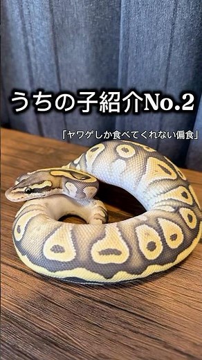 「生き餌しか食べないヘビがいる」 #ballpython #reptile #ボールパイソン
