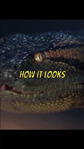 The F/X of 'Anaconda' #anaconda #horrormovies #90s