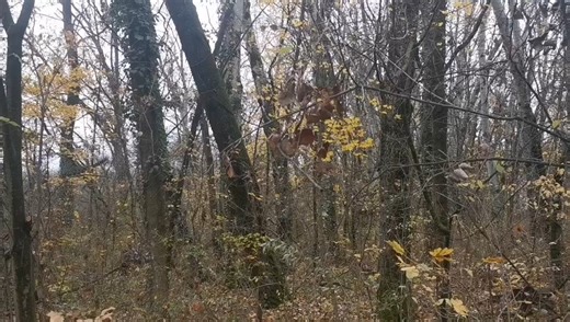 Vremea va fi normalã sub aspect termic. Cerul va fi variabil, cu unele înnorãri temporare locale la munte şi izolat la şes unde va fulgui. Vântul va sufla în general moderat, cu intensificãri locale, vitezele la rafalã fiind în general de 40...50 km/. La munte vântul va continua sã sufle cu putere, vitezele la rafalã depãşind 100...120 km/h în zona montanã înaltã. Dimineaţa, izolat va fi ceaţã posibil asociatã cu depunere de chiciurã. Temperaturile maxime vor fi cuprinse între 0 şi 4 grade. | TV