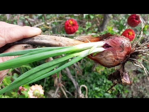 L'oignon rocambole pour un potager perpétuel