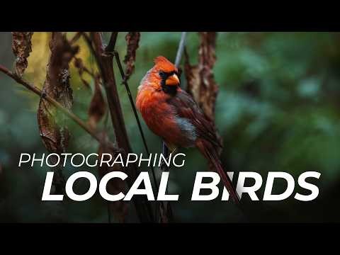 Backyard Bird Photography: Taking Photos of Local Wildlife