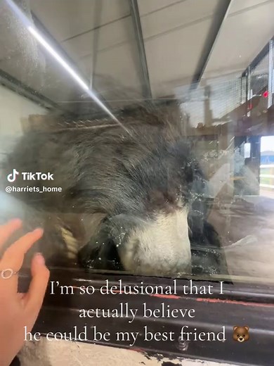 The Adorable Nose Boop from a Little Bear