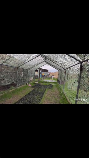 “It’s a lot different working with owls 🤣 but I’ve been spending a lot of time behind the scenes with Phoenix because she really hates anything near her legs and feet—likely because of how her leg was broken. I’ve focused on gentle desensitisation and box training so we can move her without tethering, giving her freedom of choice and avoiding those sensitive areas. All that time and patience has paid off, because it’s led to a really positive interaction and the beginning of her free-flying tra