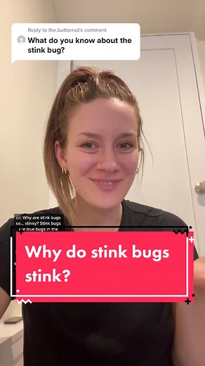 All About Stink Bugs: Facts and Information